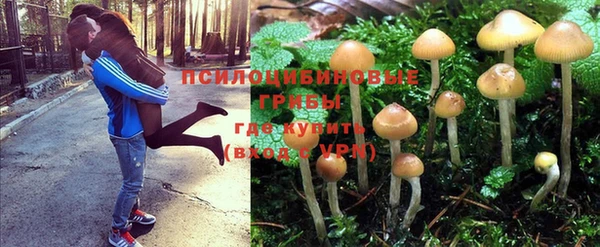 ГАЛЛЮЦИНОГЕННЫЕ ГРИБЫ Абинск